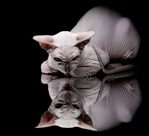 体育奇迹的双子星，印度板球绝杀与马琳羽坛统治