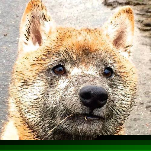 新西兰速胜玻利维亚，罗德里戈的决胜时刻