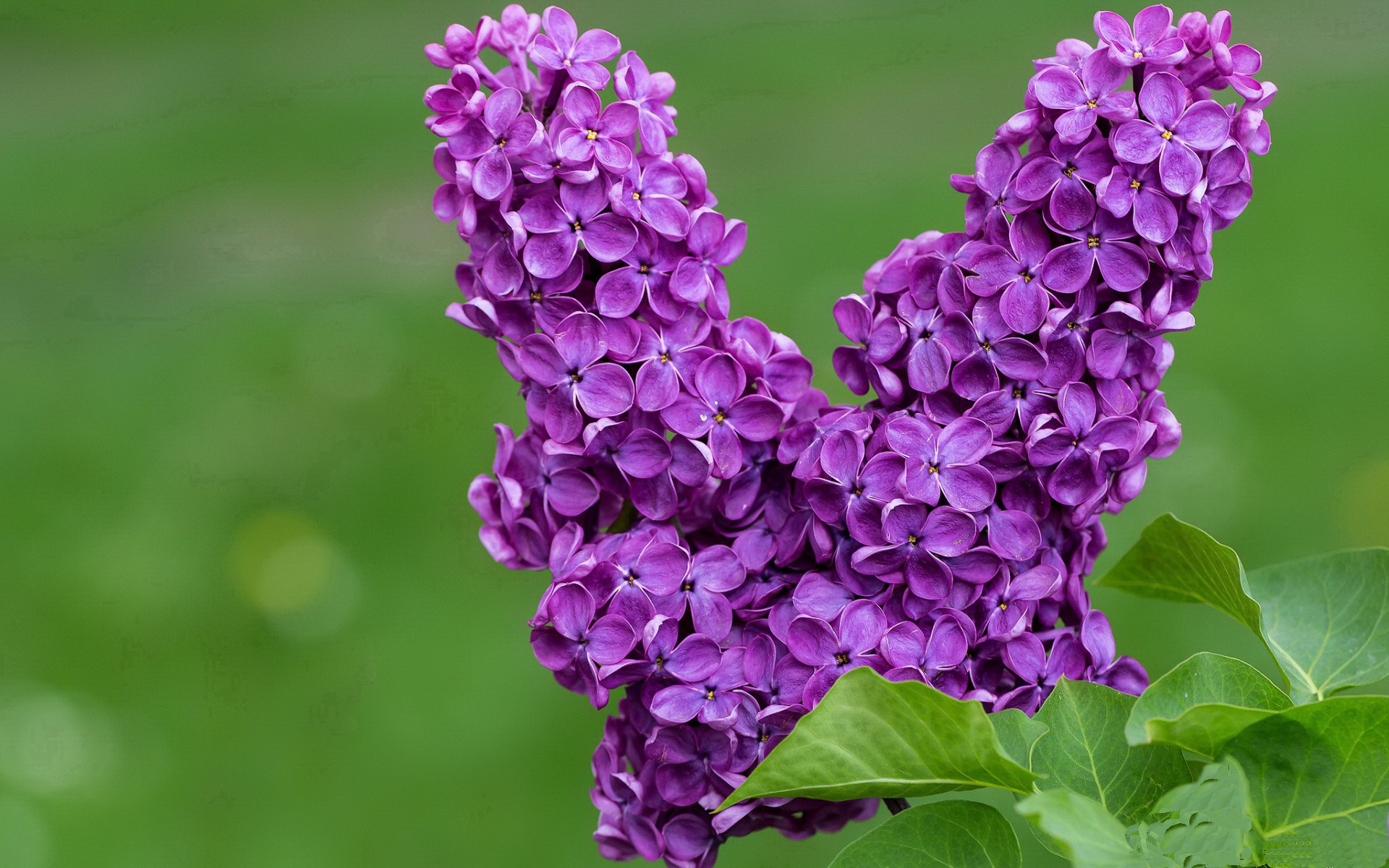 当非洲大象碾过阿尔卑斯山脊，李刚仁在2026世界杯的加冕之夜