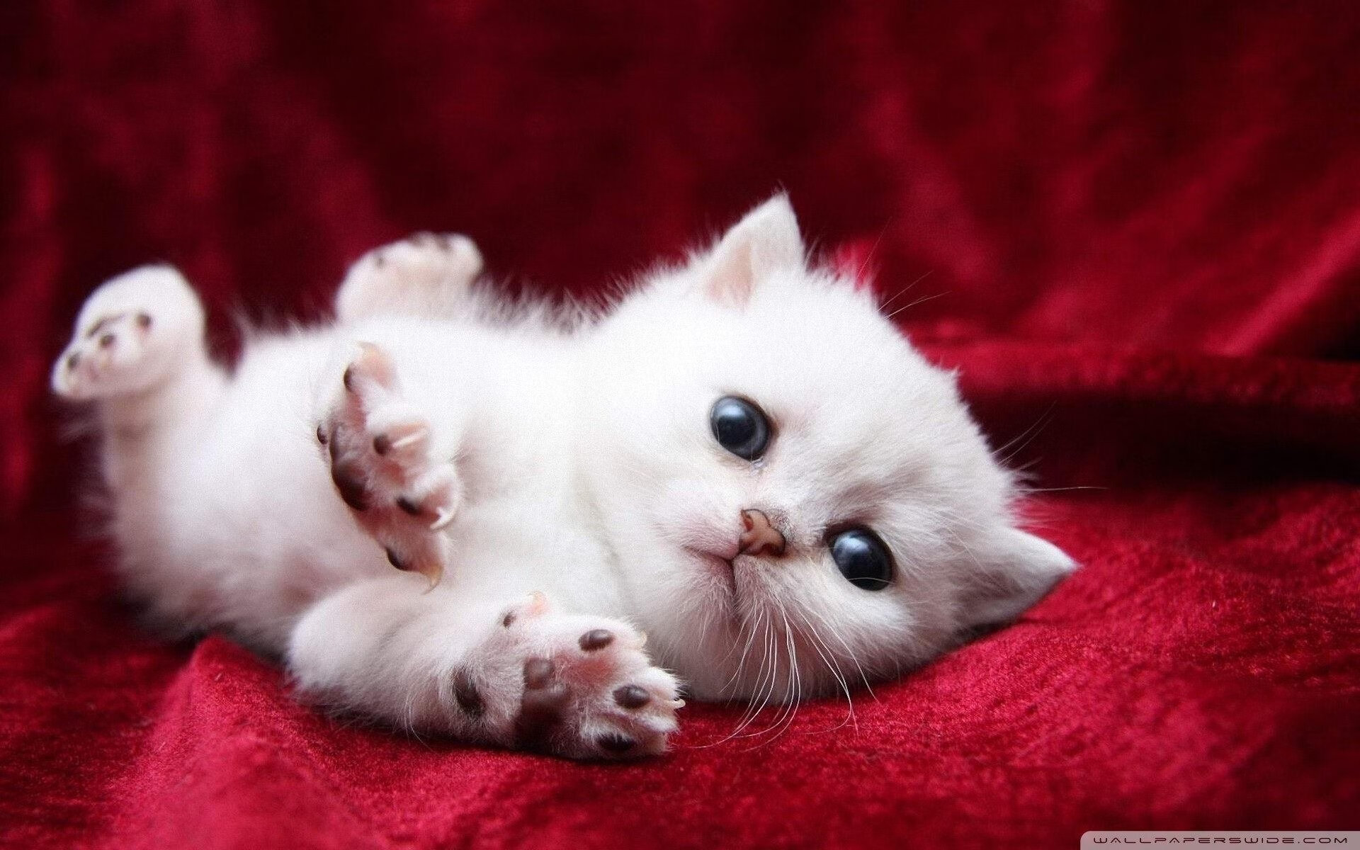 格纳布里一手掌控比赛走势，尤文战术完美压制阿根廷风格