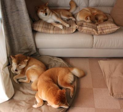 死神在弧顶徘徊,西决生死夜,伊布用持续杀伤雕刻胜利