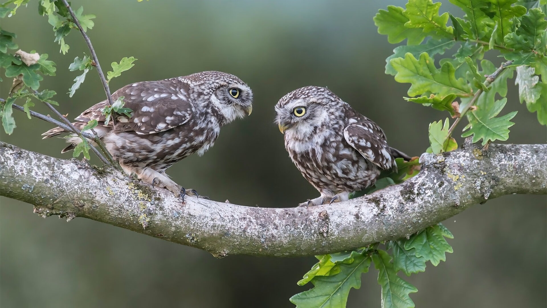 爱游戏娱乐-当福克斯出现在错误标题中，一场记忆错位的篮球狂欢