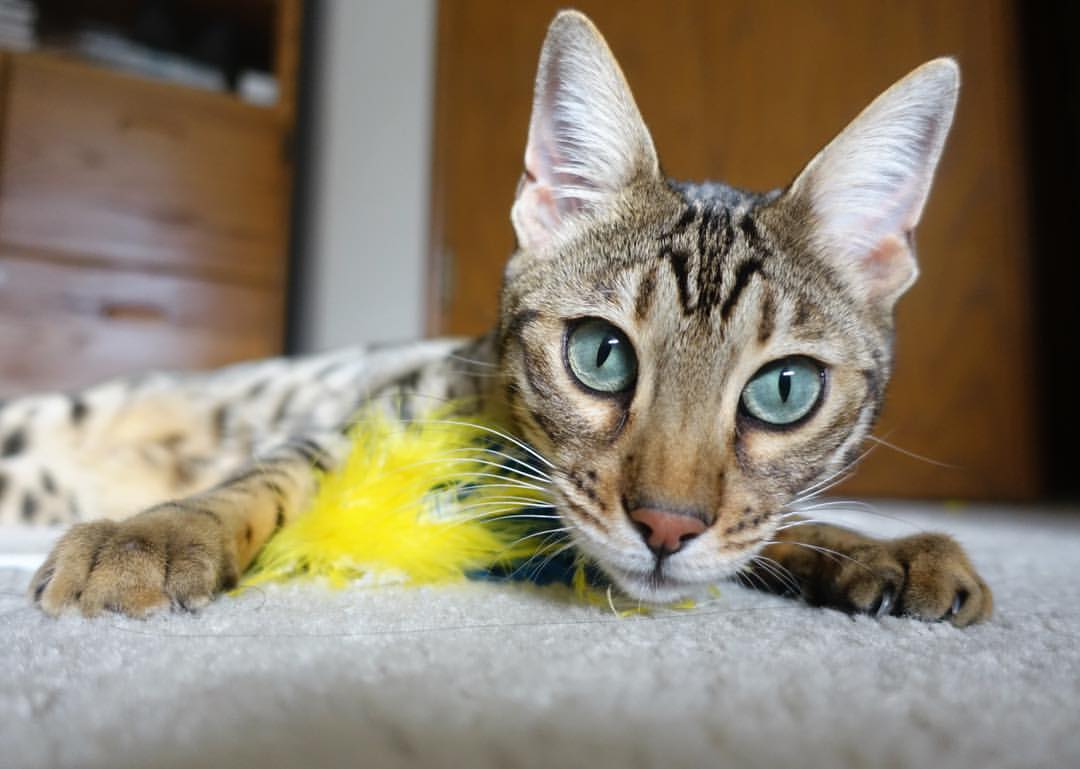 两场战役，同一种胜利逻辑，足球场上的决定性瞬间