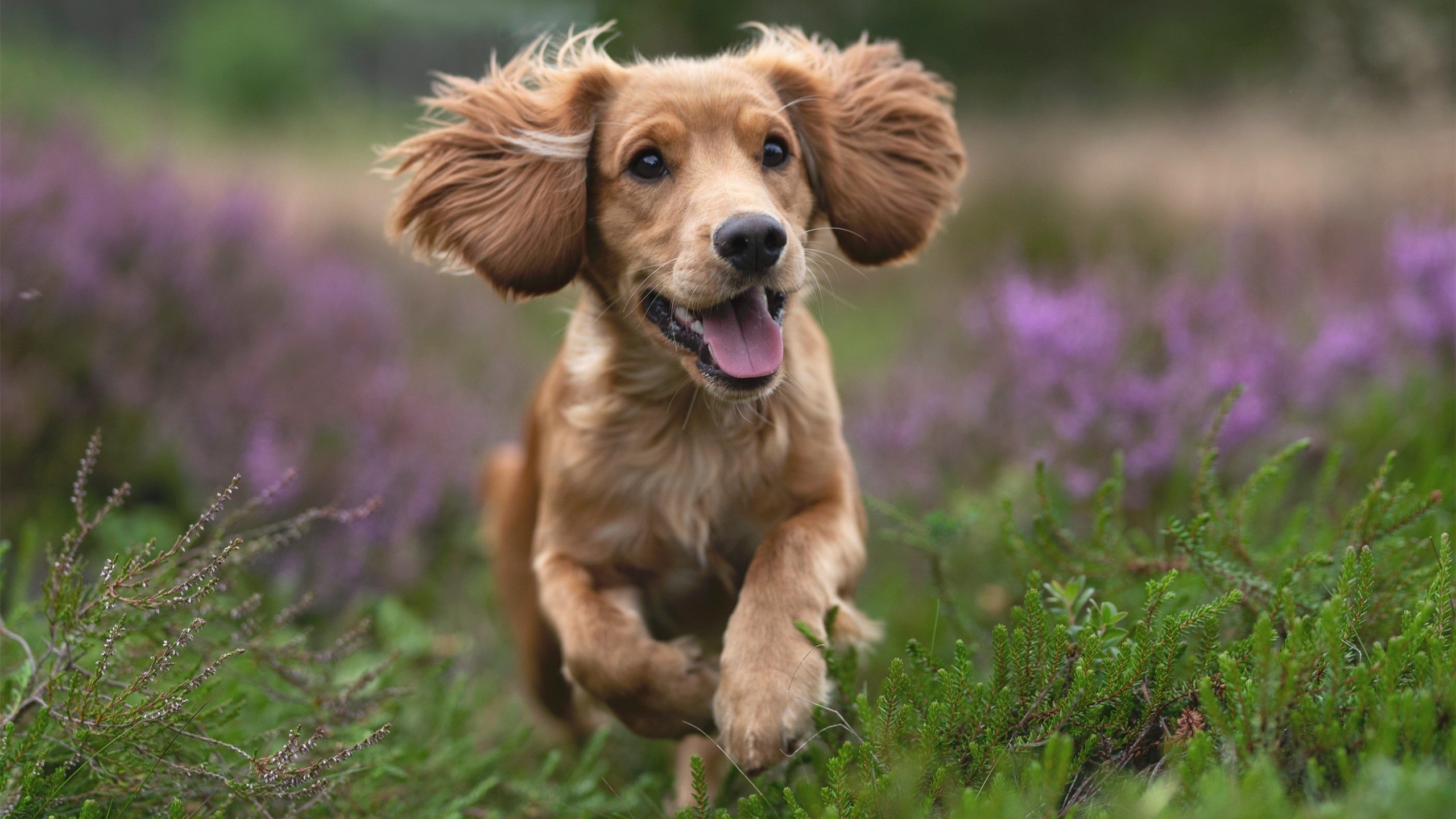 爱游戏在线-撕裂沉默的人，东契奇对阵骑士关键一投，独行侠淬火重生