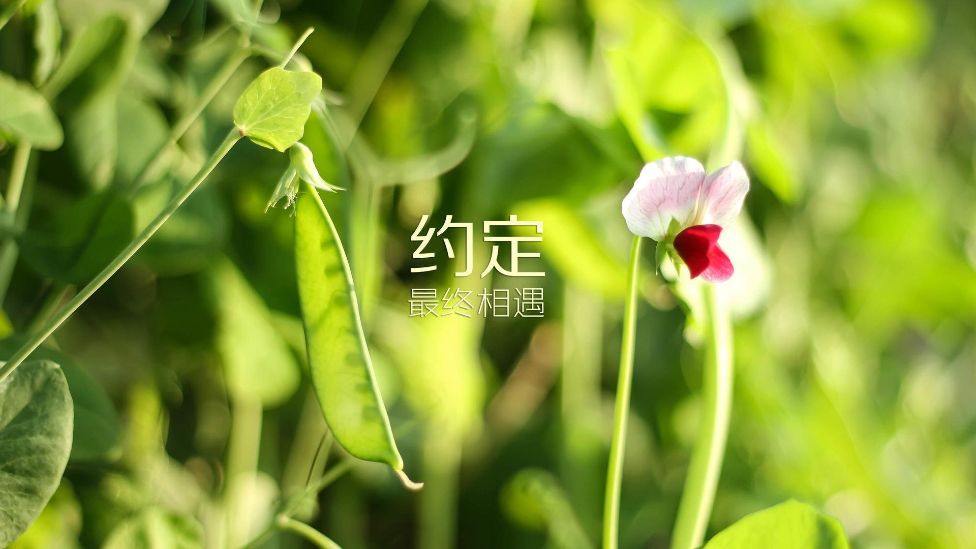 独步天下,萨卡主宰之夜,摩洛哥撕碎罗马尼亚的2026世界杯A组宿命对决